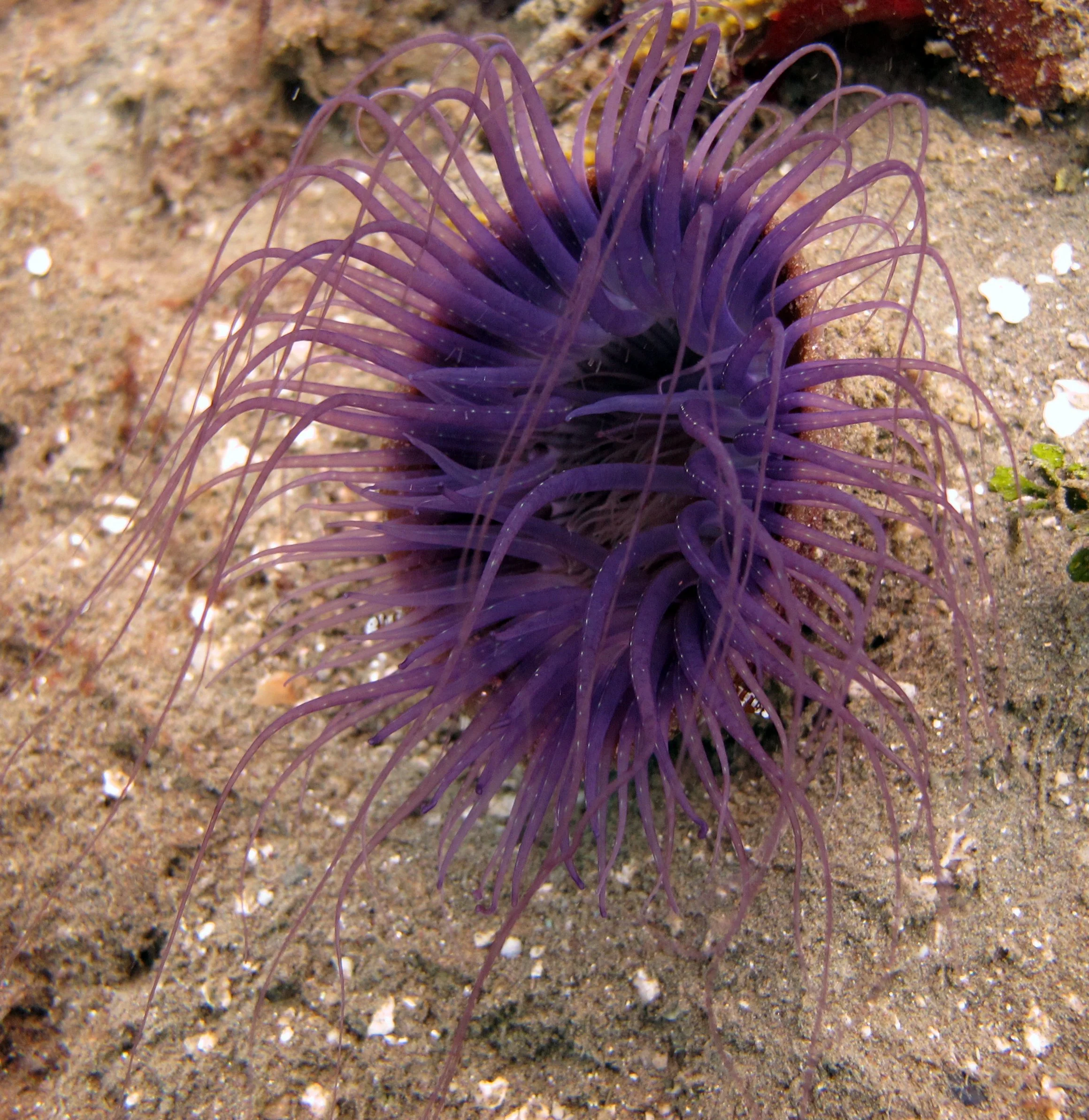 Sea Anemone Photos & Exaiptasia Research Images — Coral Reef